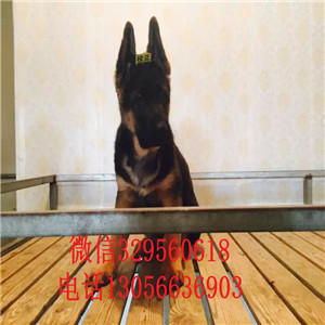  南宁哪里能买到纯种德国牧羊犬 南宁哪里有卖