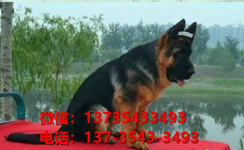 武汉宠物狗犬舍 出售纯种德牧幼犬哪里有宠物狗市场卖狗