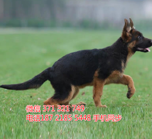  特惠德国牧羊犬纯种幼犬出售 支持上门支持空运汽运姑