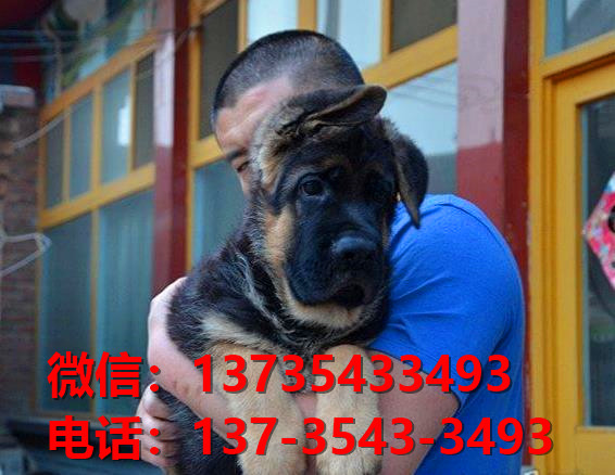 苏州狗场在哪里有犬舍出售健康德牧幼犬哪里有