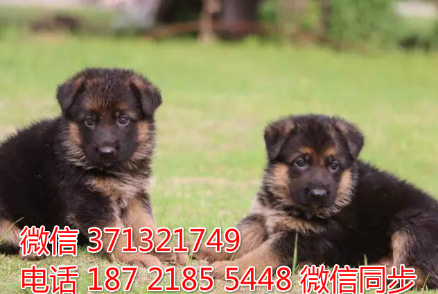 宠物狗狗德牧全国可以发货 犬舍繁殖 包健康陆