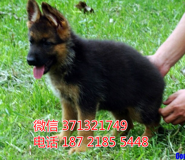 特价 德国牧羊犬出售纯种幼犬 专业繁殖专业发货 可上门看募