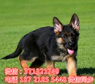 特价 德国牧羊犬出售纯种幼犬 专业繁殖专业发货 可上门看爬