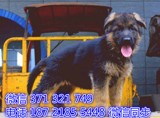 德牧出售 宠物狗狗  宠物市场 狗狗图片 买卖