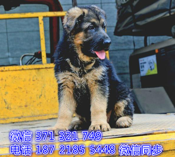 德牧宠物买卖 宠物市场 宠物狗狗图片宠物网 渭