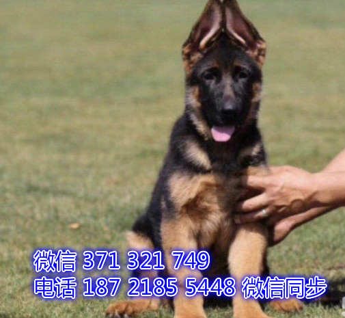 犬舍直销，哪里有宠物德牧 ，精品小型中型大型犬