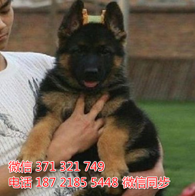 德牧纯种幼犬出售，犬舍直销德牧 犬舍狗场宠物