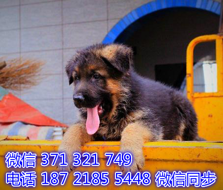 德牧宠物买卖 宠物市场 宠物狗狗图片宠物网 赣