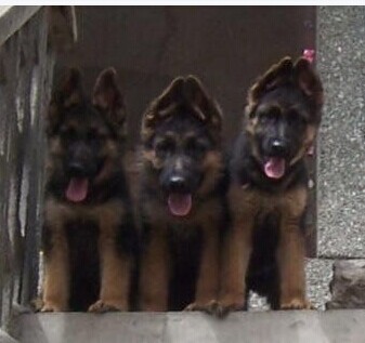 云南瑞丽买德牧 云南狗场出售漂亮小德牧