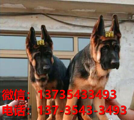 上海狗场卖狗买狗地方在哪有狗市场领养活体宠