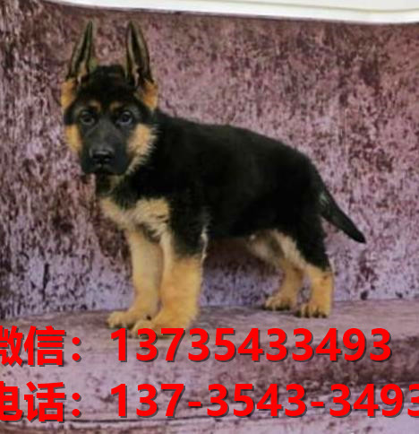 长沙狗场卖狗买狗地方在哪有狗市场领养活体宠