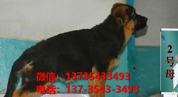 临汾宠物狗狗犬舍出售纯种德牧犬幼犬卖狗买狗