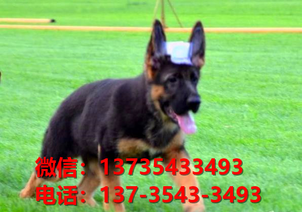 晋城宠物狗狗犬舍出售纯种德牧黑背犬卖狗买狗