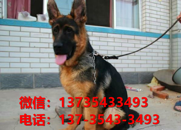 铜陵宠物狗狗犬舍出售纯种德牧黑背幼犬卖狗买