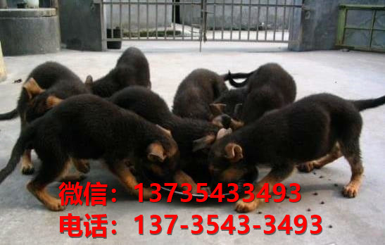 淮北宠物狗狗犬舍出售纯种德牧犬卖狗地方在哪里有狗市场买狗