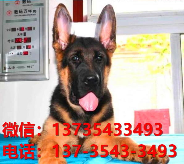 福州宠物狗狗犬舍出售纯种德牧犬幼犬卖狗地方