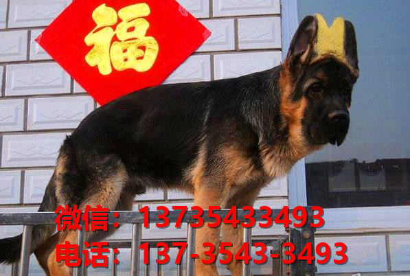 淮北宠物狗狗犬舍出售纯种德牧犬卖狗地方在哪