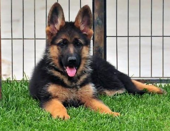 保山昌宁县买德牧请进 云南狗场纯种德牧出售