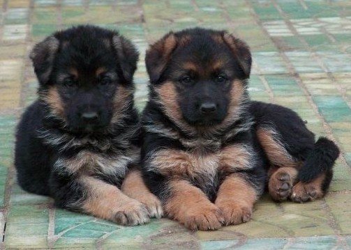 楚雄永仁县买德牧 狗场专业繁殖出售小德牧