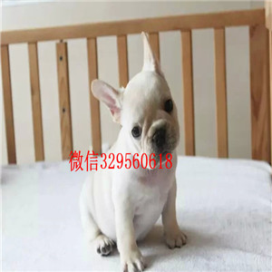 青岛出售多种颜色法斗犬哪里能买到纯种法斗疫