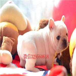 铜陵哪里有卖高品质法国斗牛犬精品法国斗牛犬