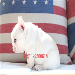福州哪里能买到奶油色法国斗牛犬精品法国斗牛