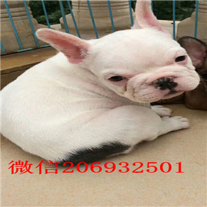 哈尔滨哪里有斗牛犬出售 斗牛价格是好多