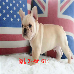 吉林出售奶油色法国斗牛犬纯种法斗幼犬出售法国斗牛犬出售