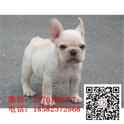 佳木斯出售赛级双血统法国斗牛犬 奶油色赛级