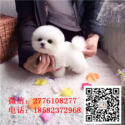 鄂尔多斯出售纯种法国斗牛幼犬 多只挑选 保健