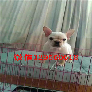 枣庄出售长期出售纯种法斗疫苗齐全 价格实惠法国斗牛犬出售