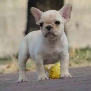 阿里出售高品质法国斗牛犬 包健康纯种 高品质