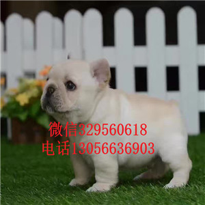 山西晋中哪里能买到法斗精品法国斗牛犬奶油色法斗疫苗齐全