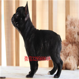 晋中出售法斗狗场精品法斗法国斗牛犬犬舍