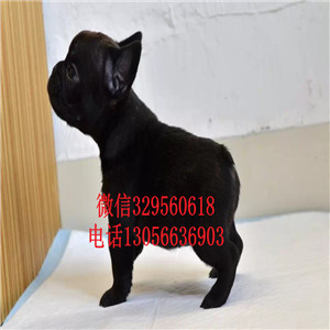 山东日照出售大头法斗虎斑法斗犬舍认证