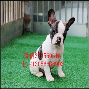 福建福州哪里有卖法牛的大头法斗黑色法斗犬舍
