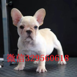 咸宁出售多种颜色法斗犬长期出售纯种法斗纯种