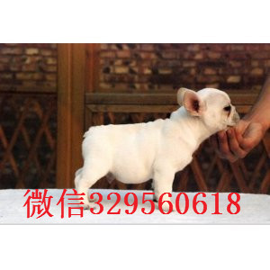 蚌埠哪里有卖的奶油色法国斗牛犬纯种法斗幼犬