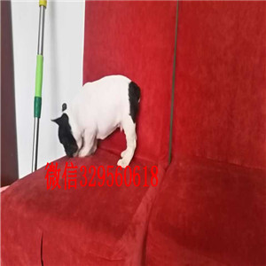 衡阳出售长期出售纯种法斗纯种法斗幼犬出售法斗图片