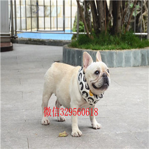 九江哪里有卖奶油色法国斗牛犬双血统赛级法国
