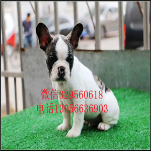 黑龙江牡丹江出售大头法斗黑色法斗血统纯正