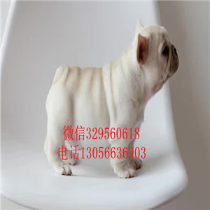 山西晋中哪里有卖法牛的短体法斗虎斑法斗血统