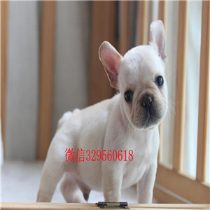 内江宠物店法国斗牛犬黑色法国斗牛犬法国斗牛