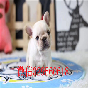 焦作出售多种颜色法斗犬哪里能买到纯种法斗疫