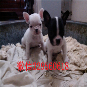 信阳哪里有卖的奶油色法国斗牛犬虎斑法斗出售