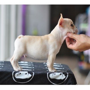 海南州哪里有斗牛犬出售 斗牛价格是好多