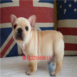 潍坊出售纯种黑色法斗家养法斗出售包纯种健康