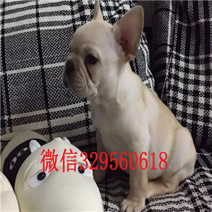 哈尔滨出售多种颜色法斗犬奶油色法国斗牛犬疫