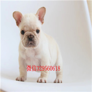 日照出售法国斗牛犬虎斑色法斗法国斗牛犬价格