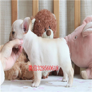 漯河犬舍法斗犬虎斑色法斗法国斗牛犬价格